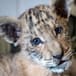 Nace un bebé “ligre”, un cruce entre un león y una tigresa