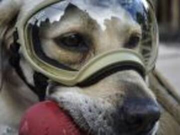 Crean emoji de Frida, la perrita