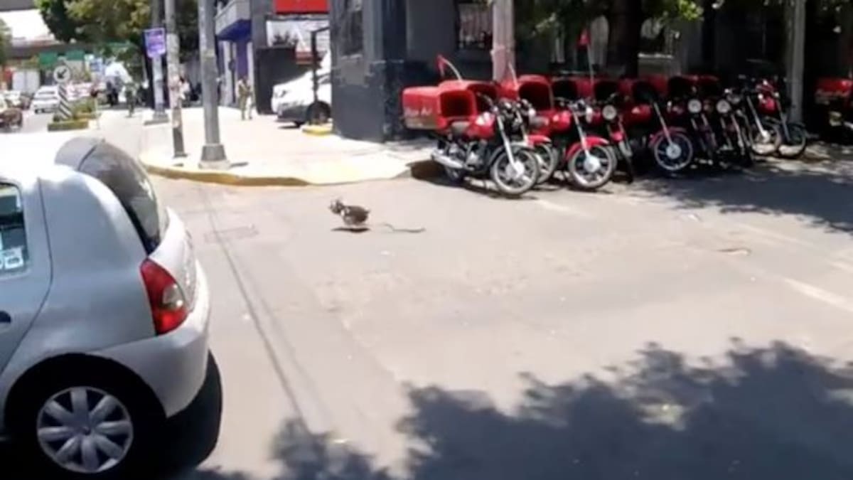 Este perro le ha provocado un infarto a todas las redes