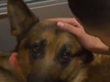 Rex, el perro que recibió cuatro disparos para salvar a su dueño