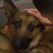Rex, el perro que recibió cuatro disparos para salvar a su dueño