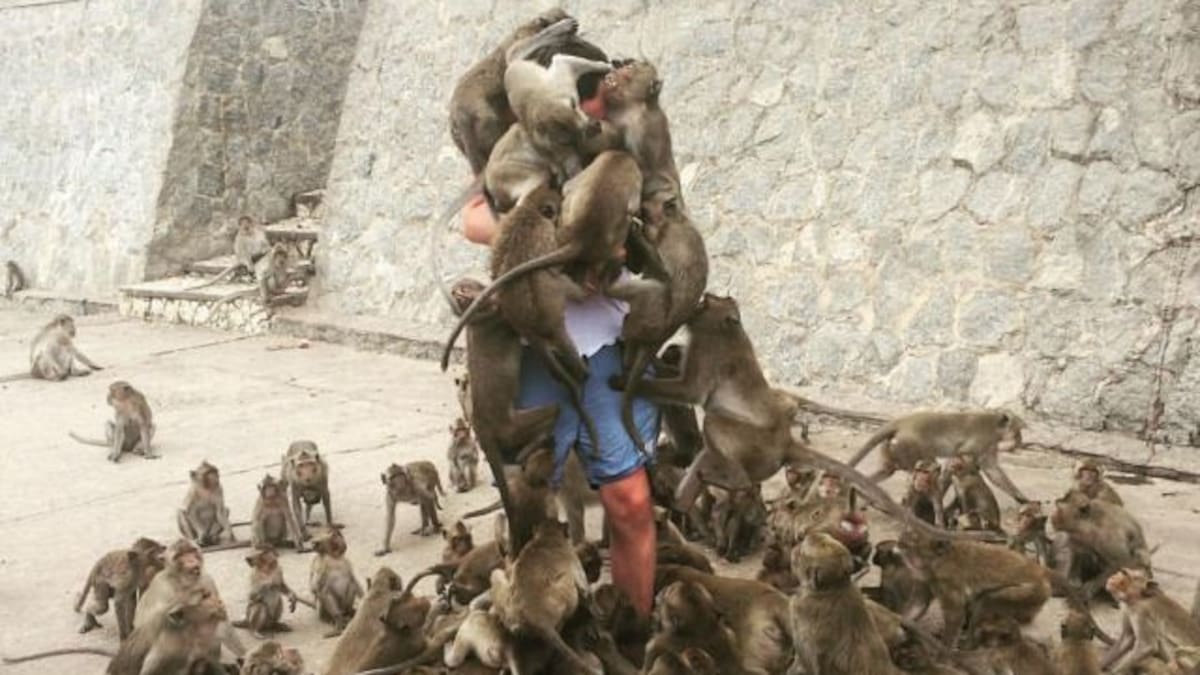 Lo atacan unos monos por querer alimentarlos