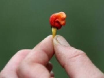 El chile más picante del mundo “El aliento de dragón”