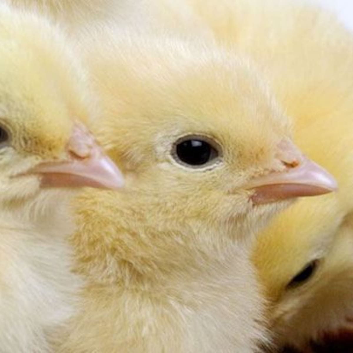 Trabajos de buena paga