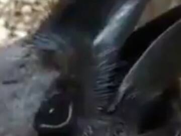 Descubre si es un conejo o un cuervo en esta ilusión óptica