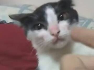 La viral actuación de este gatito te llenará de ternura