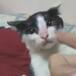 La viral actuación de este gatito te llenará de ternura