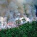 Incendio en el Amazonas ¿por qué es un peligro mundial?