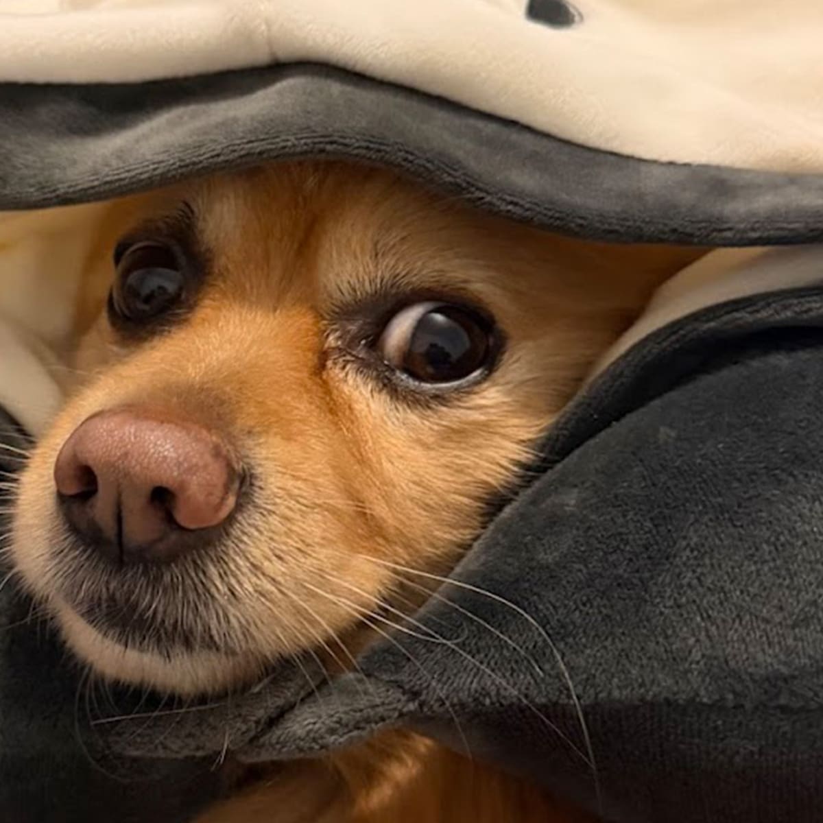 ¿Es tu perro un genio? La ciencia detrás de por qué creemos que nuestras mascotas son superdotadas