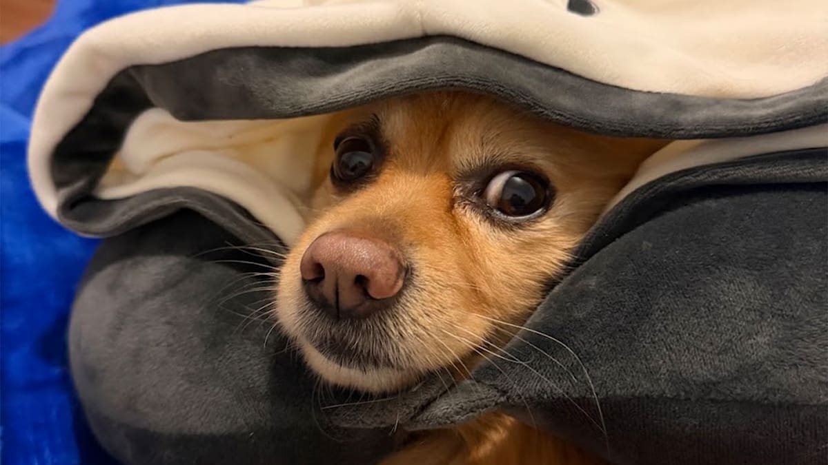 ¿Es tu perro un genio? La ciencia detrás de por qué creemos que nuestras mascotas son superdotadas