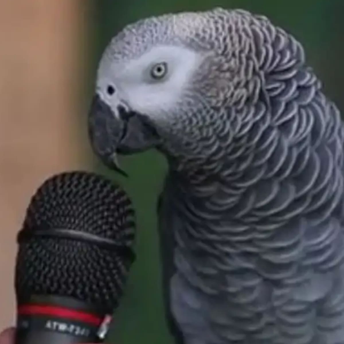 Einstein, el loro africano que razonaba como humano murió al perder la batalla contra el cáncer, ¿cuántos años tenía?