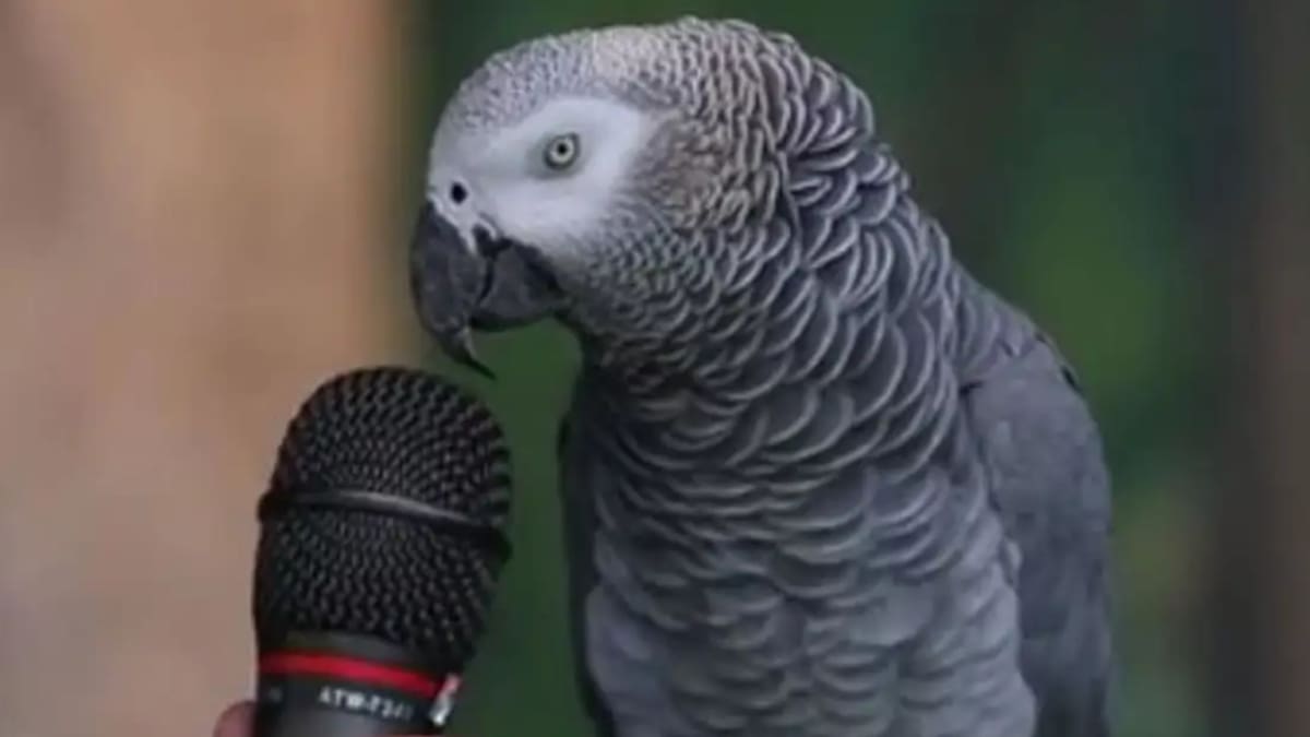 Einstein, el loro africano que razonaba como humano murió al perder la batalla contra el cáncer, ¿cuántos años tenía?