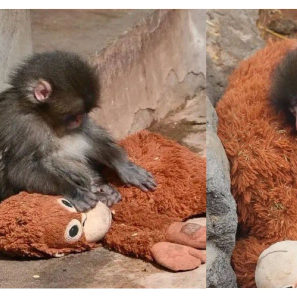 ¿Quién es Punch y por qué este changuito bebé se ha robado los corazones en internet?