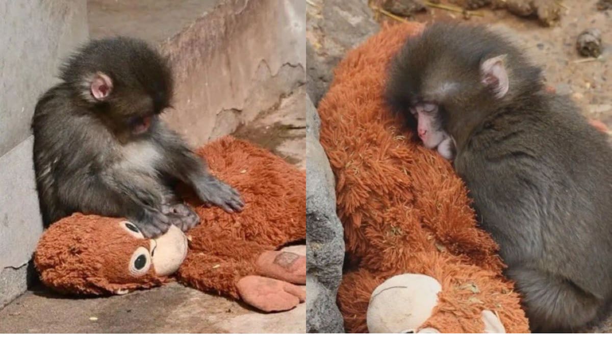 ¿Quién es Punch y por qué este changuito bebé se ha robado los corazones en internet?