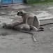 Mono intenta revivir a su amigo mono que murió electrocutado