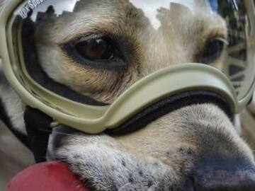 Crean emoji de Frida, la perrita