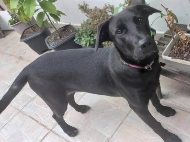 Perrita abandonada con una nota, ya tiene una familia que la ama