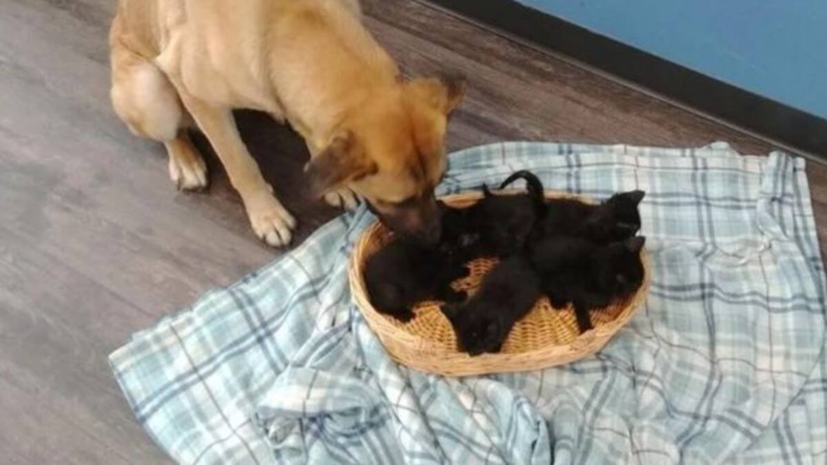 Perrita cuidaba a cinco gatitos de no morir en el frío