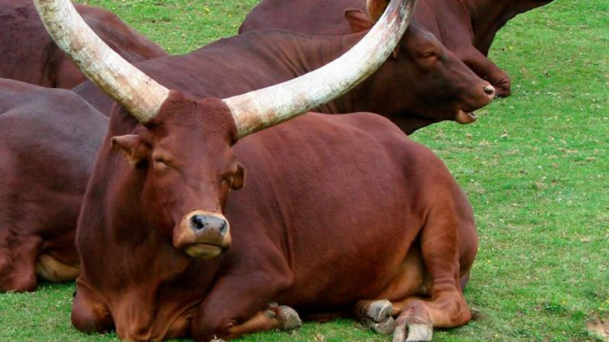 Llevó a su buey a una tienda de mascotas y se hizo viral