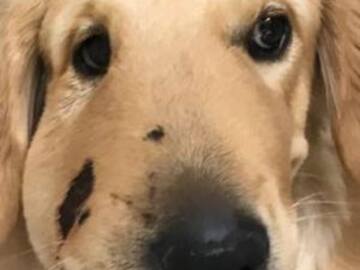 Este es el rostro de un perro héroe... conoce su historia