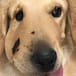 Este es el rostro de un perro héroe... conoce su historia