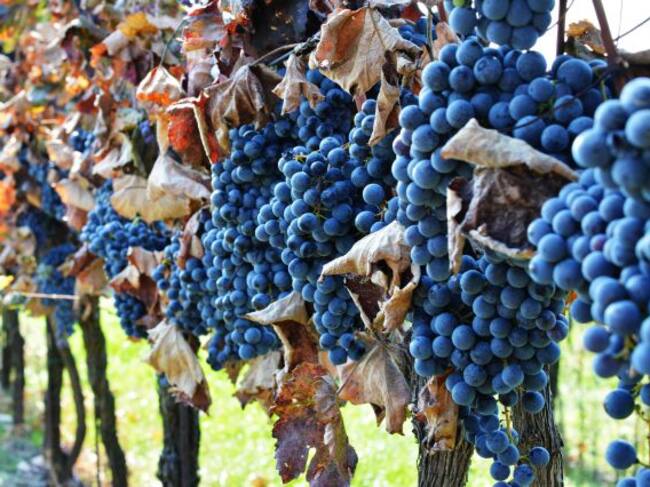 Uno de los requisitos es que te apasione el vino...