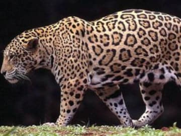 No quieren a jagar por gordo