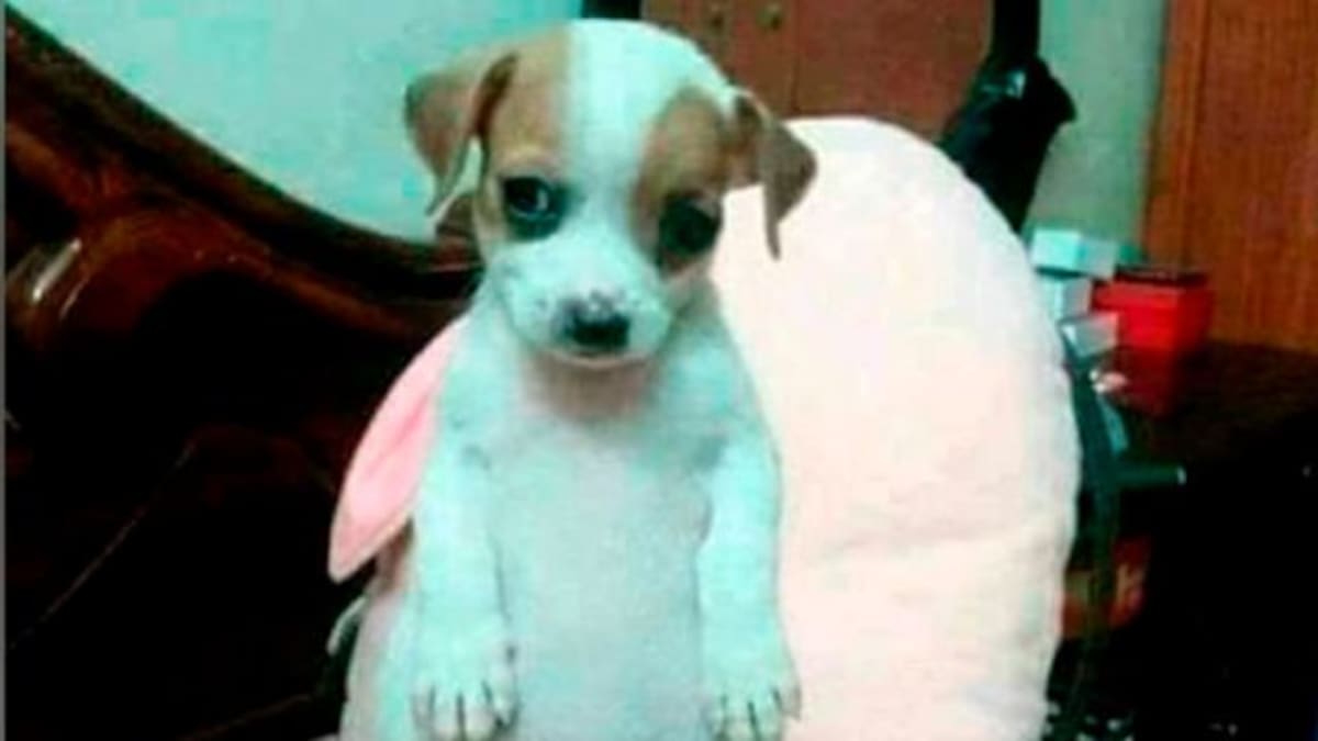 La historia detrás del perrito panzón, todo chiquito, todo panzón