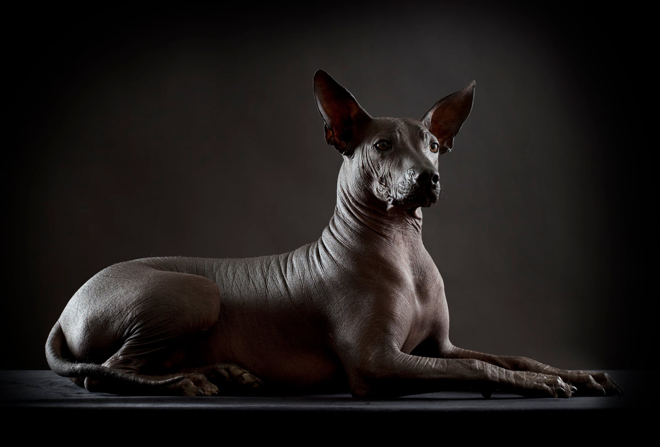 Xoloitzcuintle