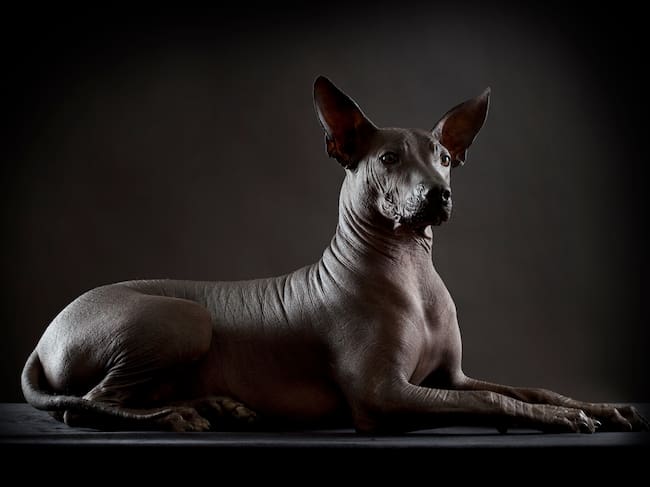 Xoloitzcuintle