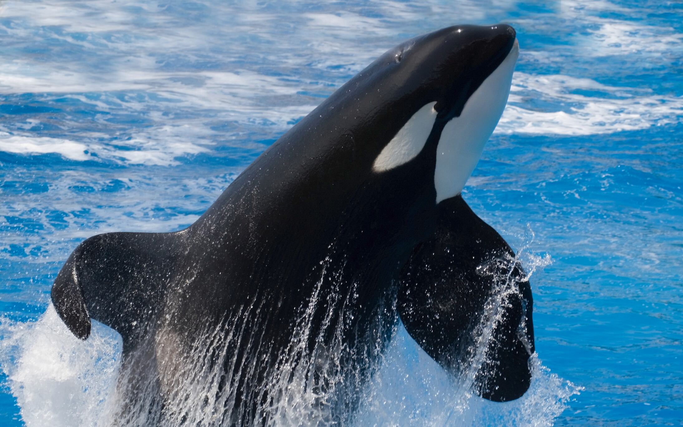 La venganza de las orcas. Historias de resistencia animal