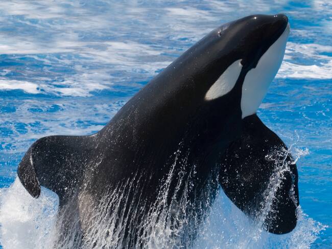 La venganza de las orcas. Historias de resistencia animal