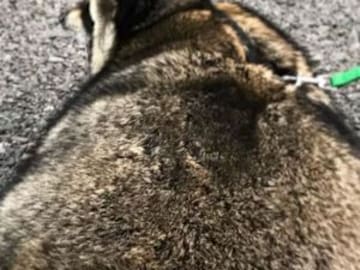 LA GORDURA DE ESTE MAPACHE CAUSA TERNURA EN LA RED