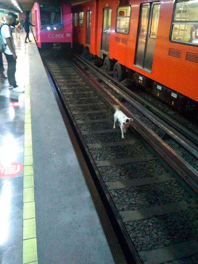 El perro bajó a las vías del tren en busca de su dueña