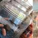 Cambió los peces de su hermana por zanahorias bebés