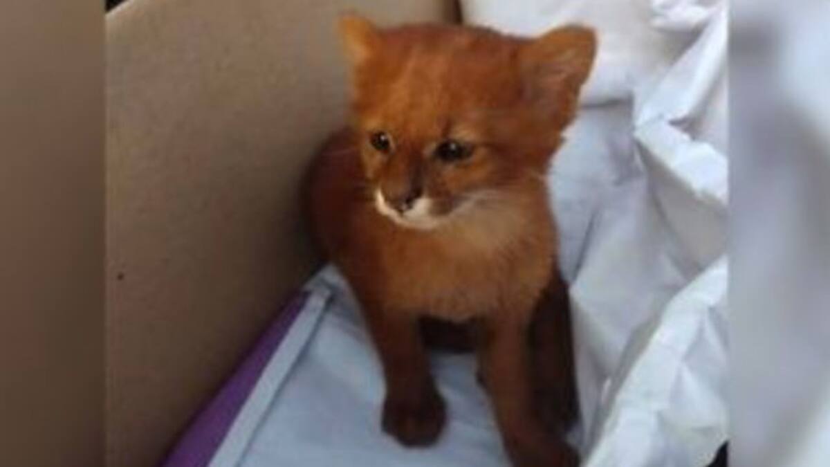 Encontró un gatito y resultó ser un puma