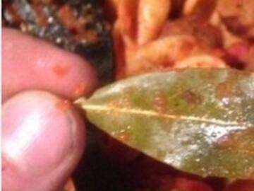 Gringos aseguran que su comida tiene "hojas de árbol"