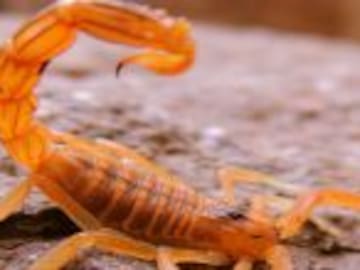 Se fuman la cola de los alacranes