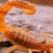 Se fuman la cola de los alacranes