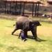Este hermoso elefante defiende a su cuidador de un ataque