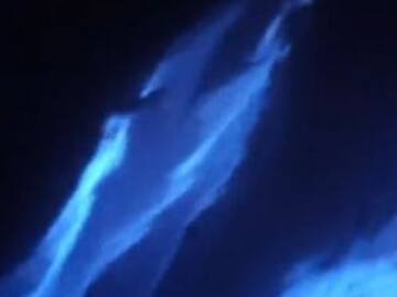Delfines juegan con bioluminiscencia y se pintan de neón