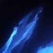 Delfines juegan con bioluminiscencia y se pintan de neón
