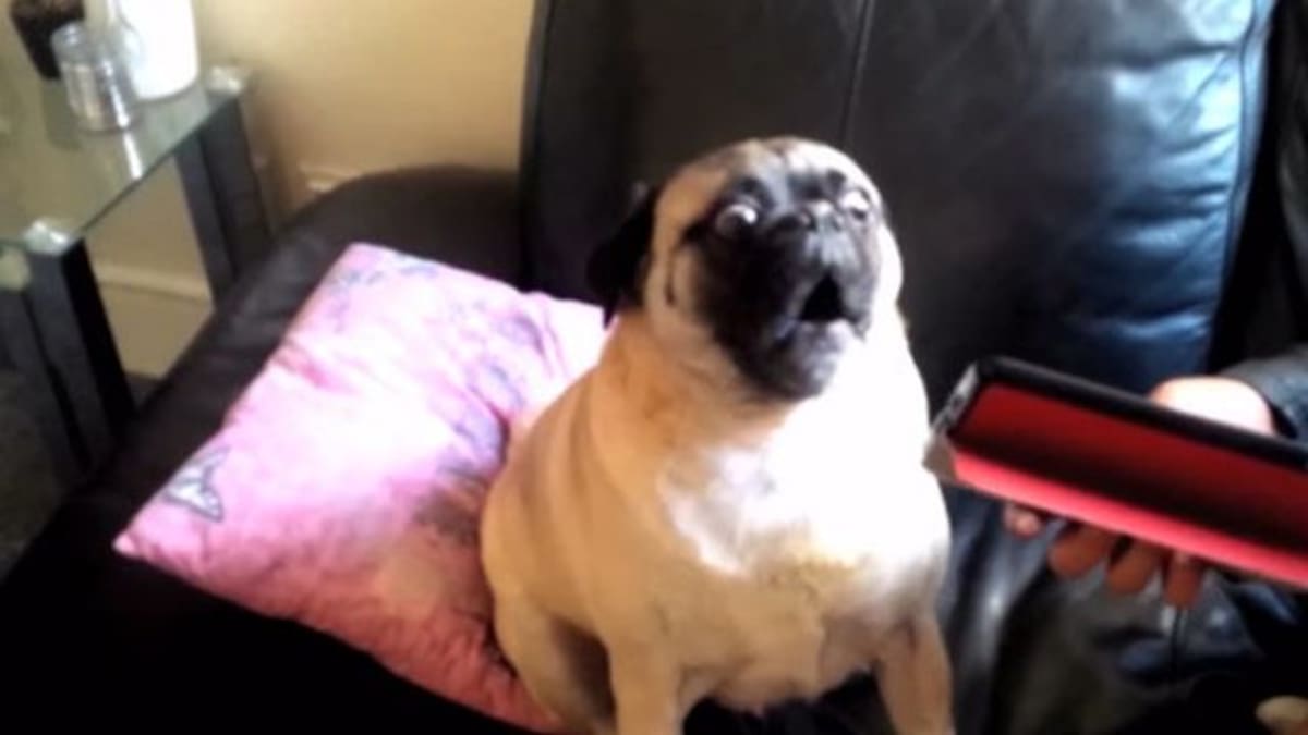 ¿The Beatles colaboran con un Pug?