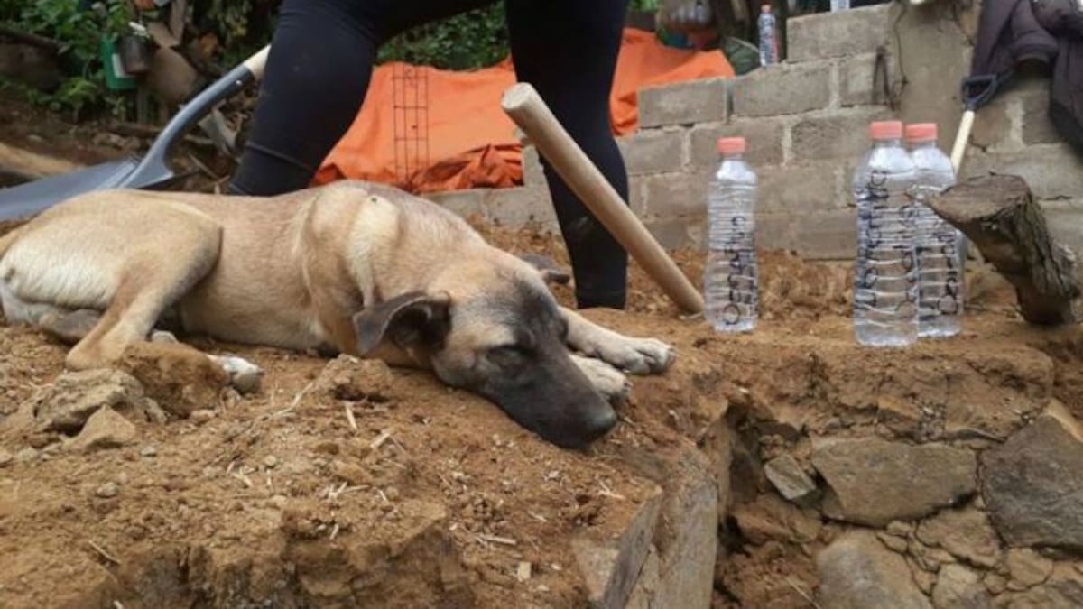 Jacinto, el perro que espera a su amo en los escombros tras el temblor