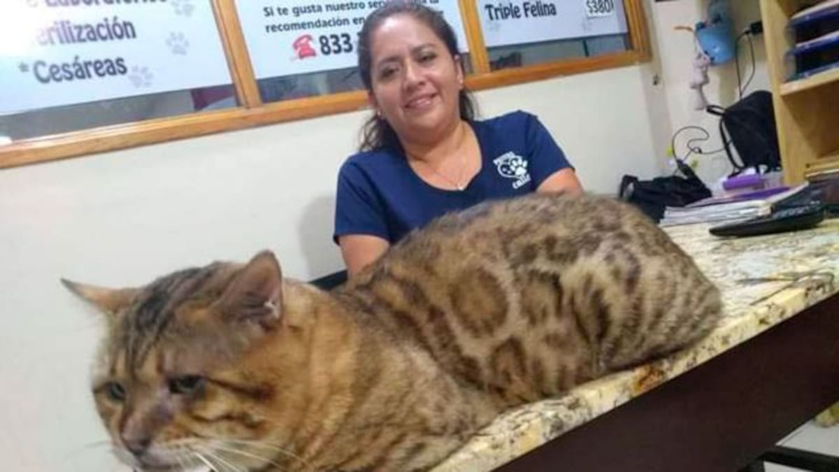 Rescatan a gato gigante en Tampico, lo confundieron con leopardo