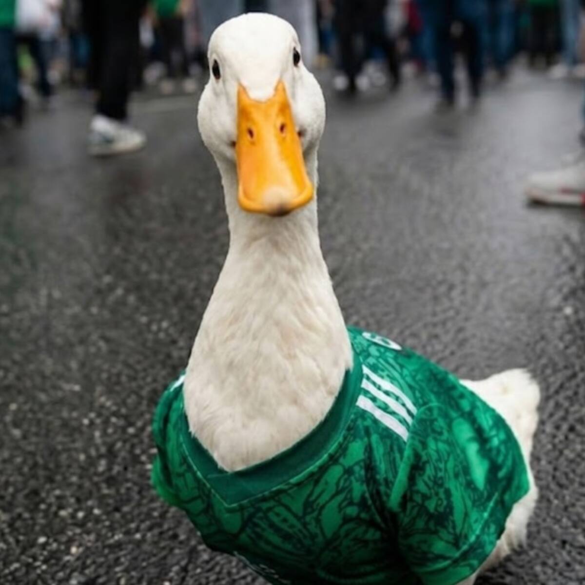 ¿El pato Merlín se metió en problemas con la FIFA por andarse paseando en el Fan Fest?
