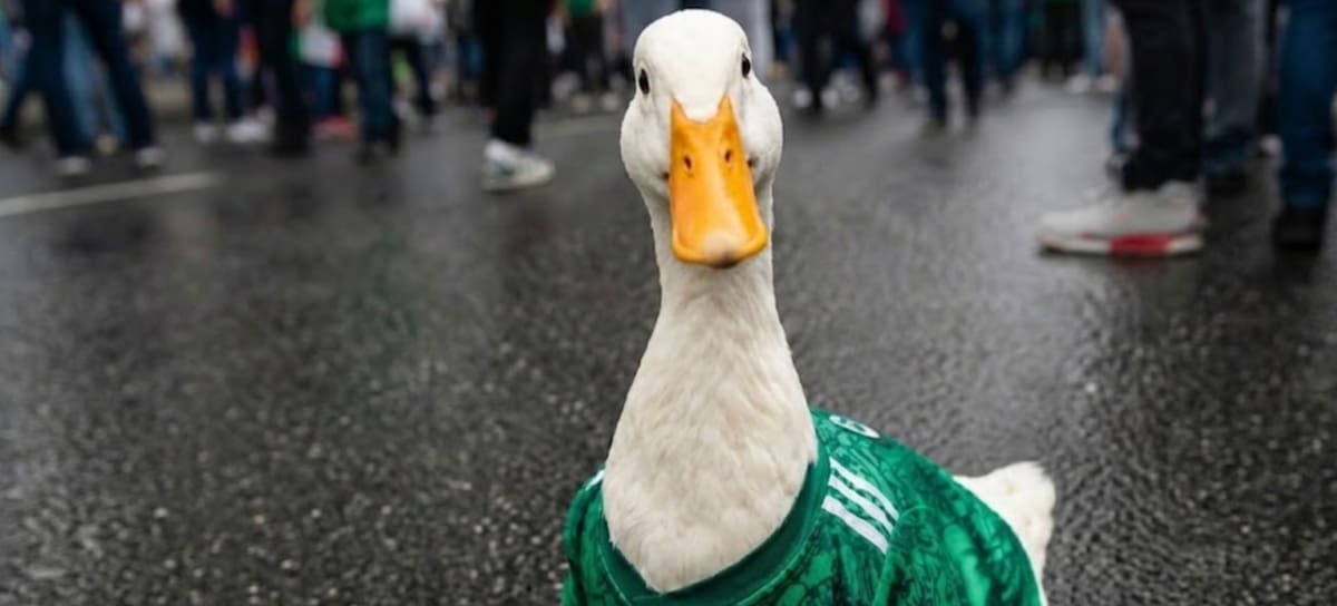 ¿Pato Merlin es buscado por la FIFA?
