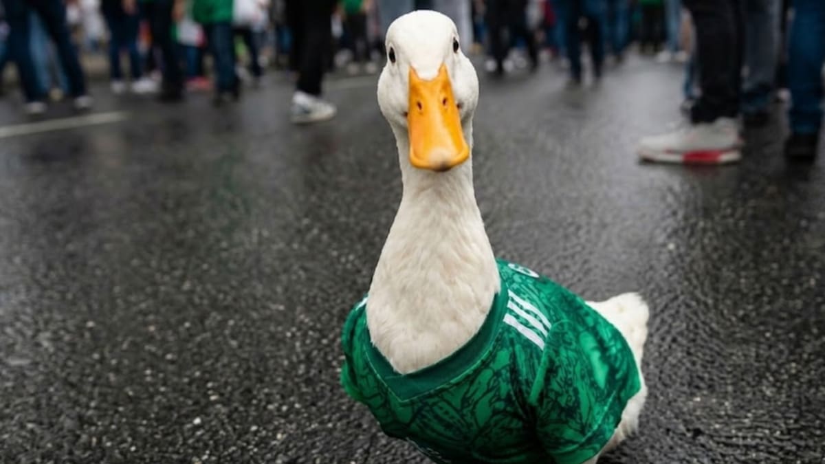 ¿El pato Merlín se metió en problemas con la FIFA por andarse paseando en el Fan Fest?