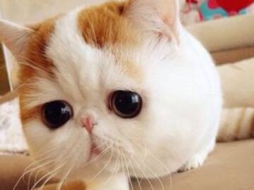 SNOOPY BABE EL GATITO MÁS TIERNO DE INSTAGRAM