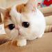 SNOOPY BABE EL GATITO MÁS TIERNO DE INSTAGRAM